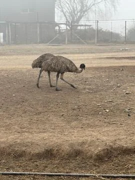 Emu Walking on a Cloudy Day Stock Photos