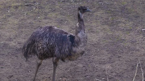An Emu walking Stock Footage 274526755