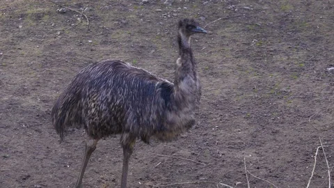 An  emu walking  Stock Footage 274570336