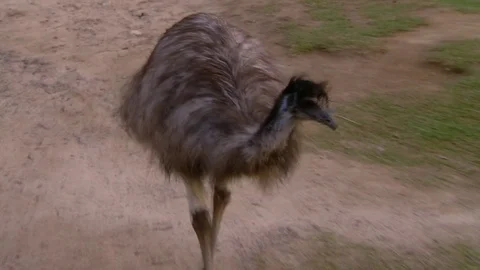 Emu walking on grass Stock Footage