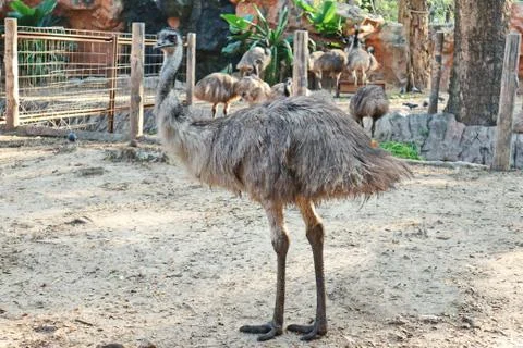 An Emu Walking On The Ground Stock Photos