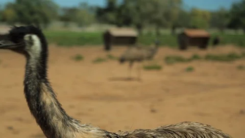 An emu walking towards a mob of emus Stock Footage 107219147