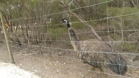 Emu Walking in a Wildlife Enclosure 库存影片 343474467
