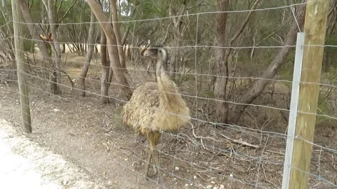 Emu Walking in a Wildlife Enclosure Stock Footage 345257929