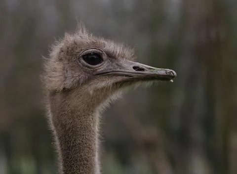An emu on watch Stock Photos