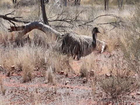 EMU WILD Stock Footage 100415227