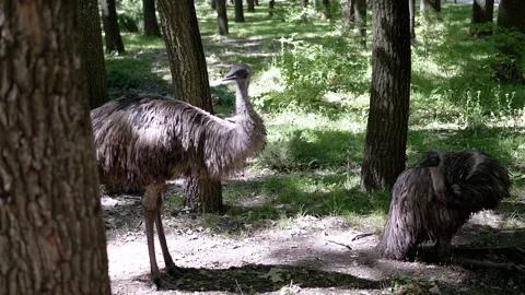 Emu in the Woods Stock Footage 293222240