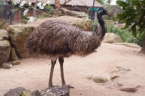 Emu in Zoo Stock Photos