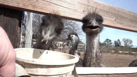 Emus being fed at a farm Stock Footage 71750548