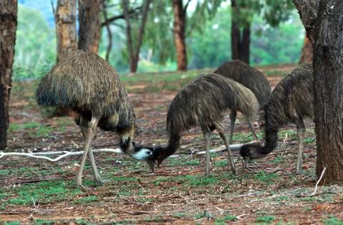 Emus bumping heaps Foto stock