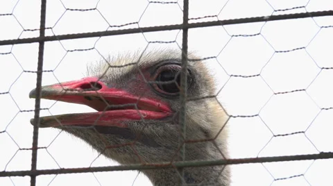 Emus in captivity,ostrich Stock Footage 40607322