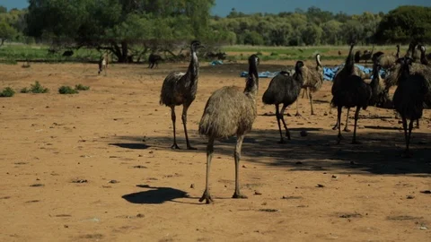 Emus chasing each other 스톡 동영상 107219262