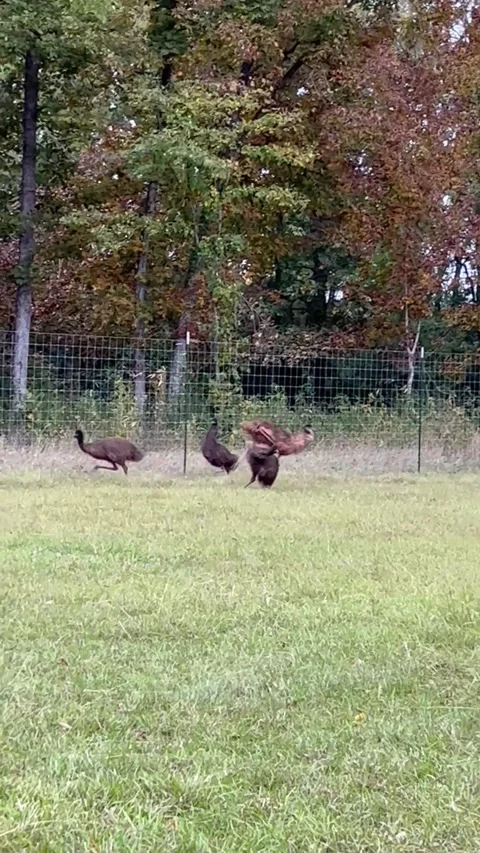 Emus Collide, usa - 24 Oct 2022 Stock Footage 221153158