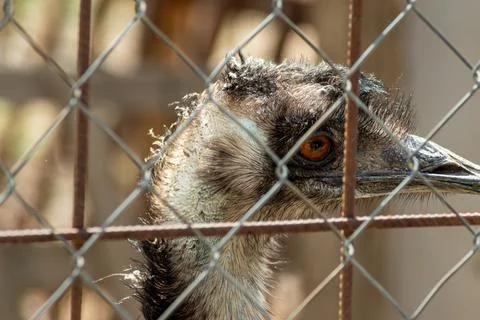 Emus curious expression visible through crisscrossed fence in natural light.. Stock Photos