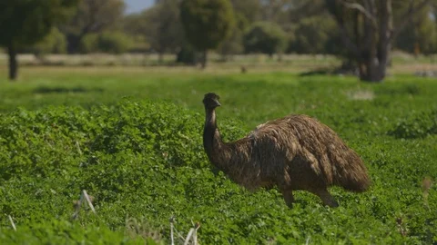 Emus in the distance Stock Footage 107226798