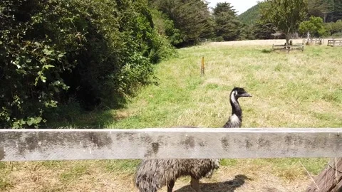 Emus On A Farm Stock Footage 140357651