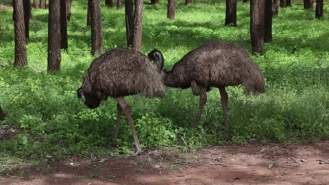 EMUs feeding on camping ground close up Stock Footage 320153935
