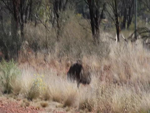 EMUS FEEDING ON ROAD SIDE Stock Footage 100415247