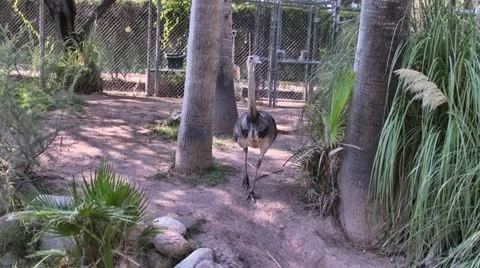 Emus 스톡 동영상 11975697