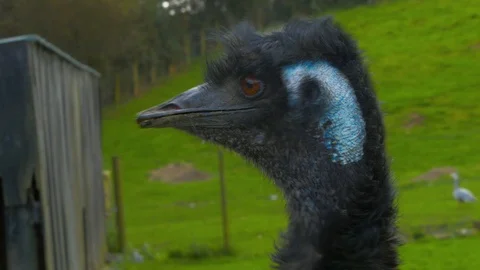 Emu's head in field (Close up) Stock Footage 114773462
