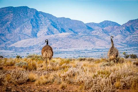 Emus in the Outback Stock Photos