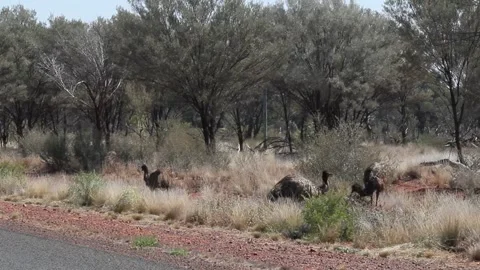 Emus on road Stock Footage 245954920