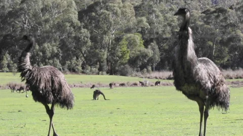 Emus standing with kangaroos jumping background 스톡 동영상 67345917