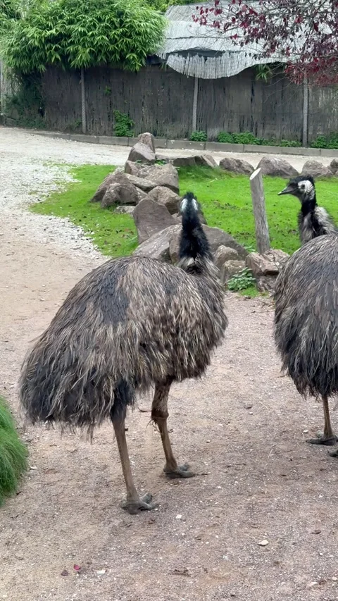 Emus stroll peacefully, Emus ambling calmly amidst natural surroundings, Two Stock Footage 327079397