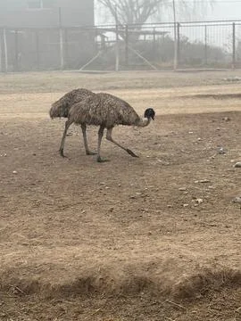 Emus Walking in the Mist Stock Photos