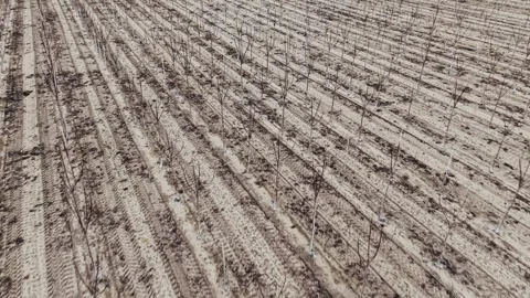 EN: Drone forward flyover above young orchard trees in winter in Poland Stock Footage 335052635