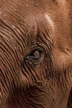 En elephant's eye close up Stock Photos