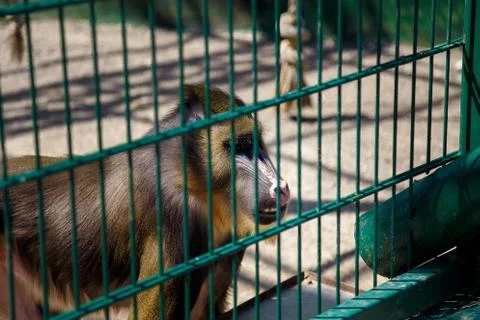 Encaged papio or baboon monkey in zoo. mammal looking through bars Stock Photos
