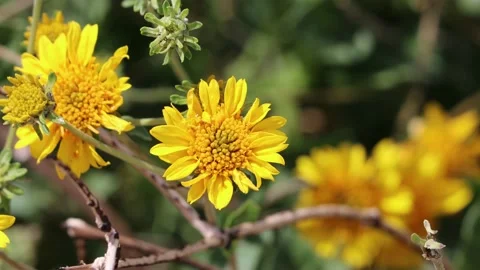 ENCELIA VIRGINENSIS BLOOM Stock Footage 207245888