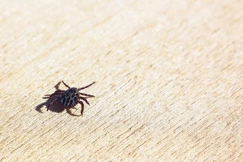 Encephalitic mite crawls on the table. Stock Photos