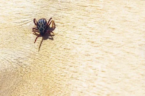 Encephalitic mite crawls on the table. Stock Photos