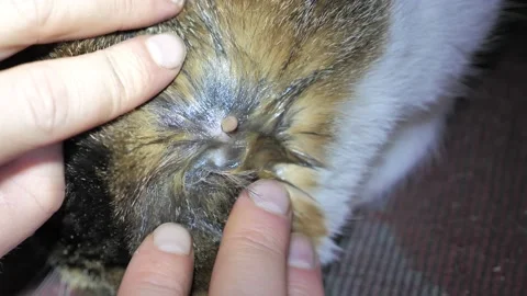 Encephalitis blood-filled tick close-up in animal body. Tick Attack a cat. Stock Footage 147013138