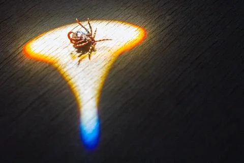 The encephalitis mite burns in the sun ray. Stock Photos