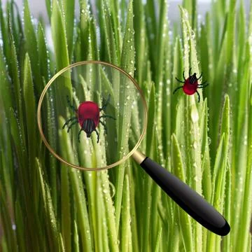 Encephalitis mite on the grass. Stock Photos