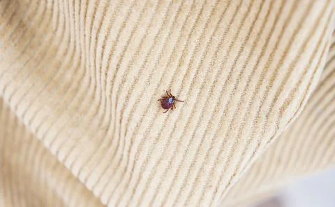 Encephalitis red tick Stock Photos