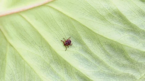 Encephalitis tick creeps on leaf in forest. Dangerous biting insect mite Stock Footage 140177133