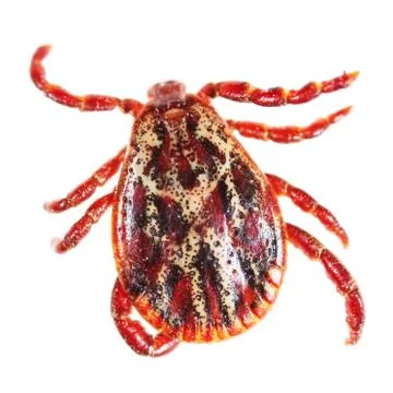 Encephalitis tick isolated on white background Stock Photos