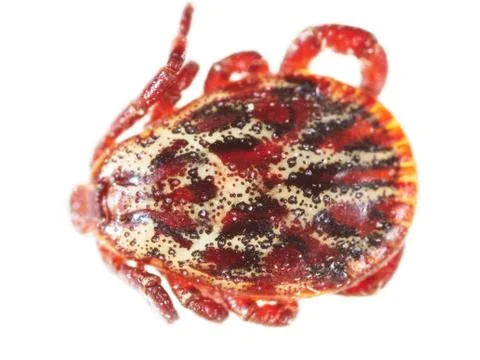 Encephalitis tick isolated on white background Stock Photos