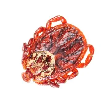 Encephalitis tick isolated on white background Stock Photos