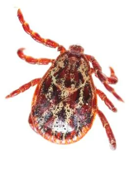Encephalitis tick isolated on white background Stock Photos
