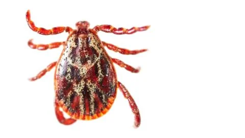Encephalitis tick isolated on white background Stock Photos