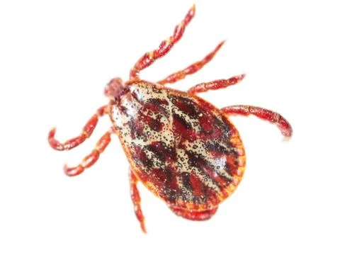 Encephalitis tick isolated on white background Stock Photos