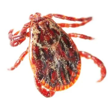 Encephalitis tick isolated on white background Stock Photos