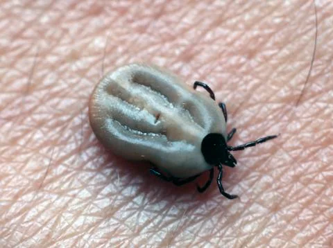 Encephalitis Tick Stock Photos