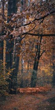 Enchanted Autumn Forest Path Stock Photos