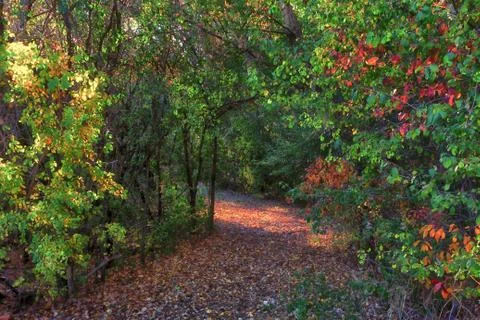 Enchanted Autumn Path Stock Photos